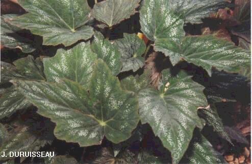 B. ‘Regalia’